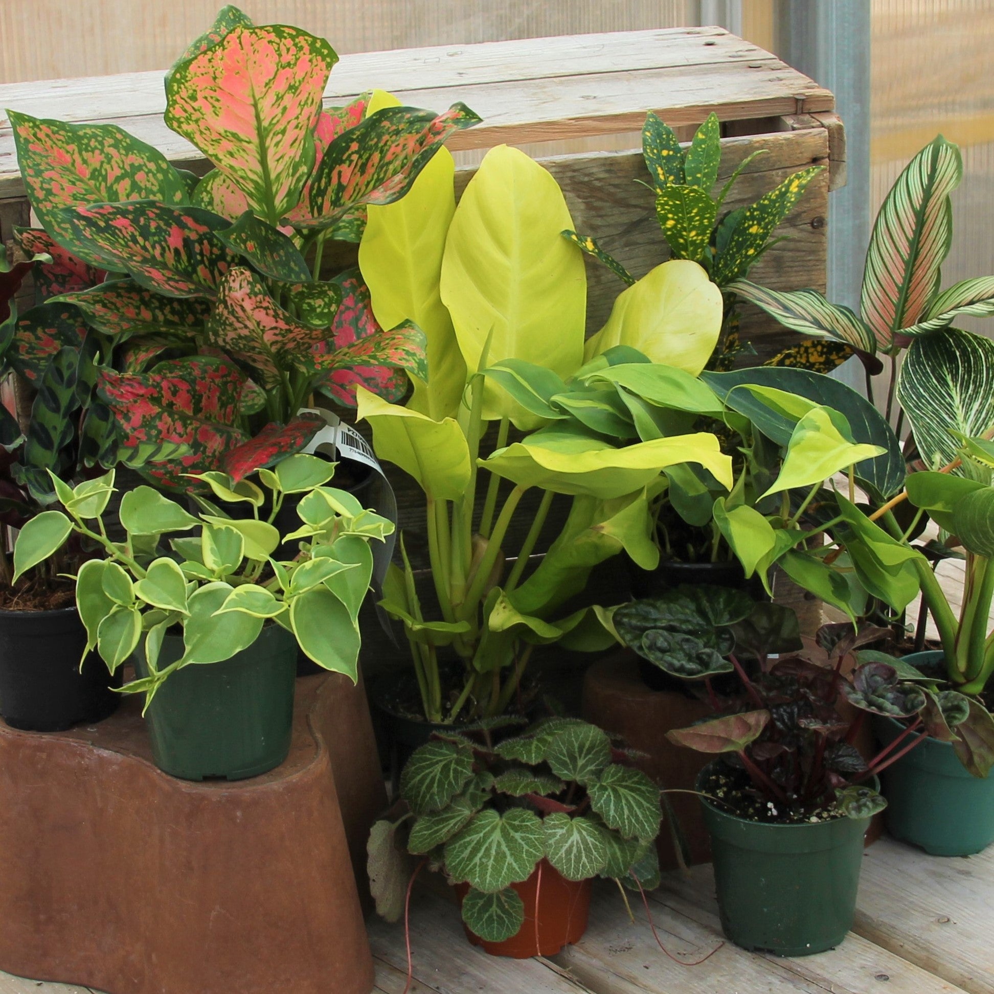 Tropicals 4 Pots & Smaller – tagged Hoya – Scott's Nursery Ltd.
