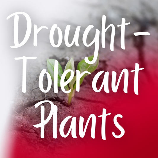 Drought-Tolerant Perennials