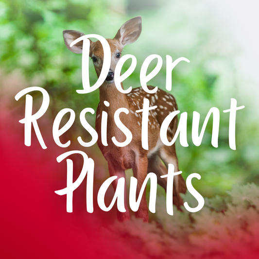 Creating a Beautiful Deer-Resistant Garden