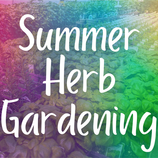 Herb Gardening in Summer