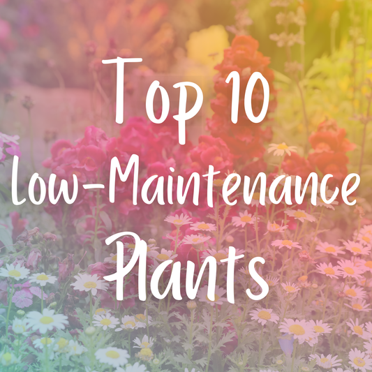 Top 10 Low-Maintenance Plants for Busy Gardeners