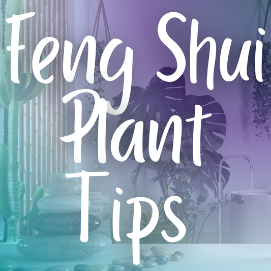 Feng Shui Plant Tips for Your Space