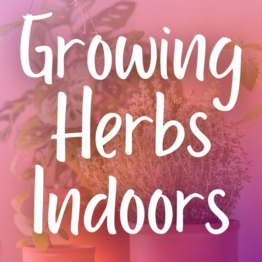 Growing Herbs Indoors