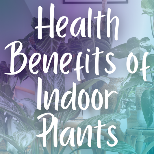 The Health Benefits of Indoor Plants