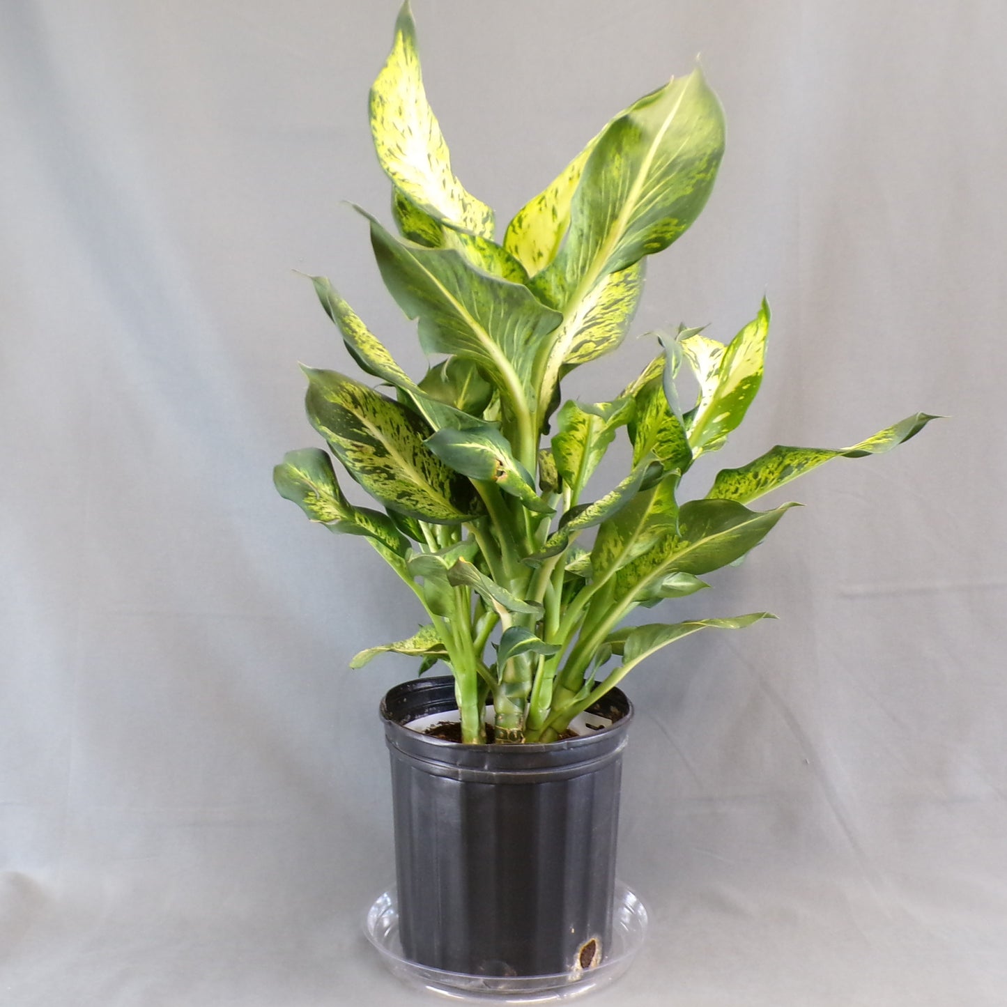 Dieffenbachia 'Sublime'