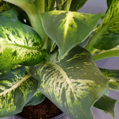 Dieffenbachia 'Sublime'