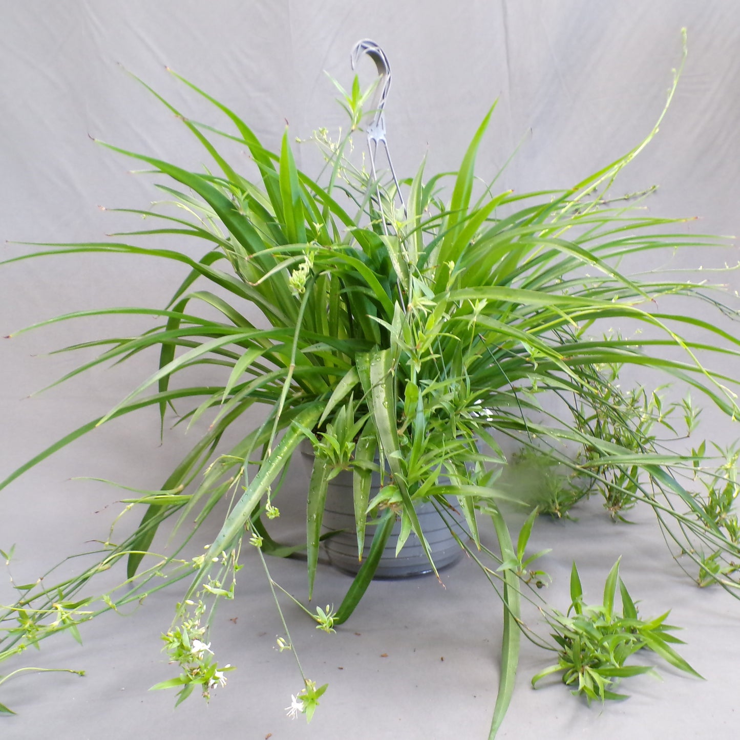 Spider Plant