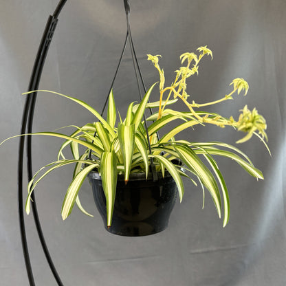 Spider Plant