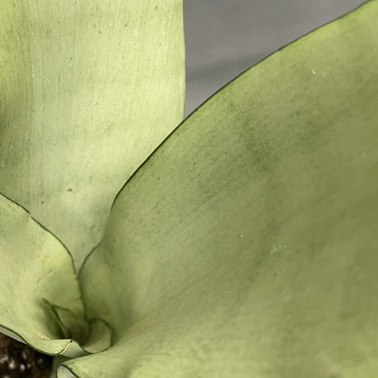 Snake Plant 'Moonshine'