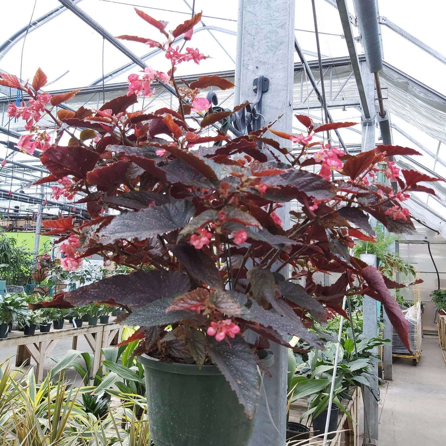 Angel Wing Begonia