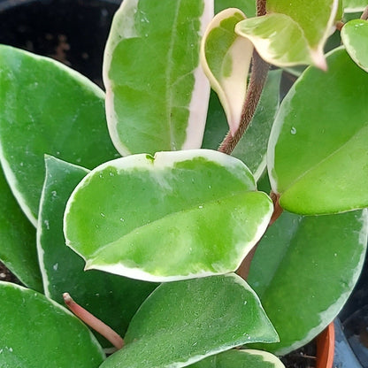 Hoya carnosa 'Krimson Queen'