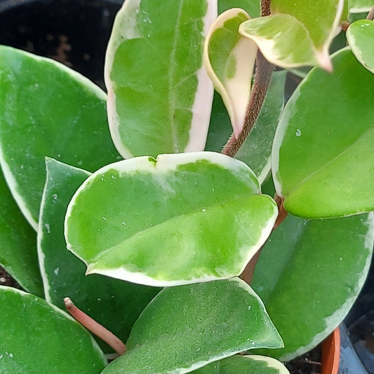 Hoya carnosa 'Krimson Queen'