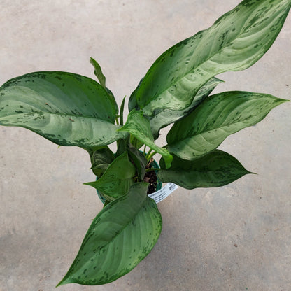 Aglaonema 'BJ Freeman'