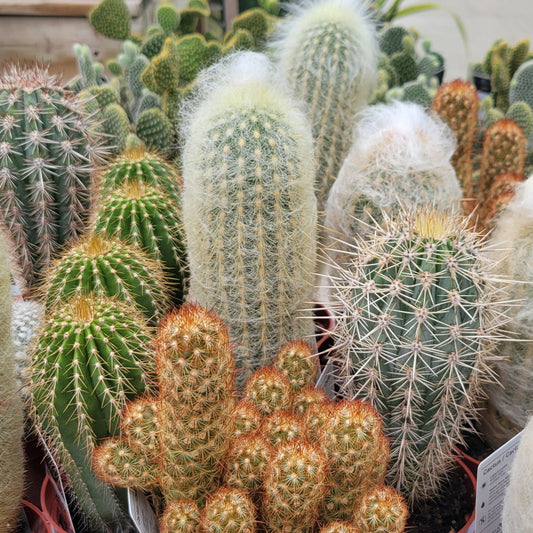 Cactus Assorted