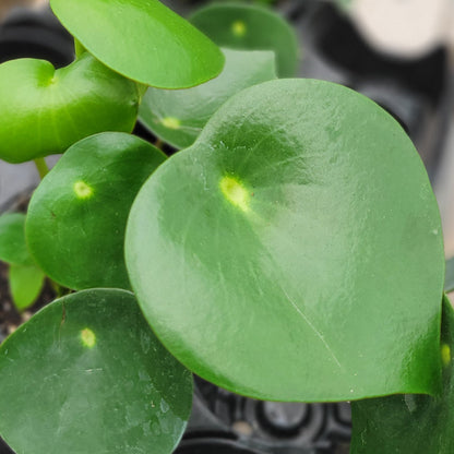 Peperomia 'Raindrop'