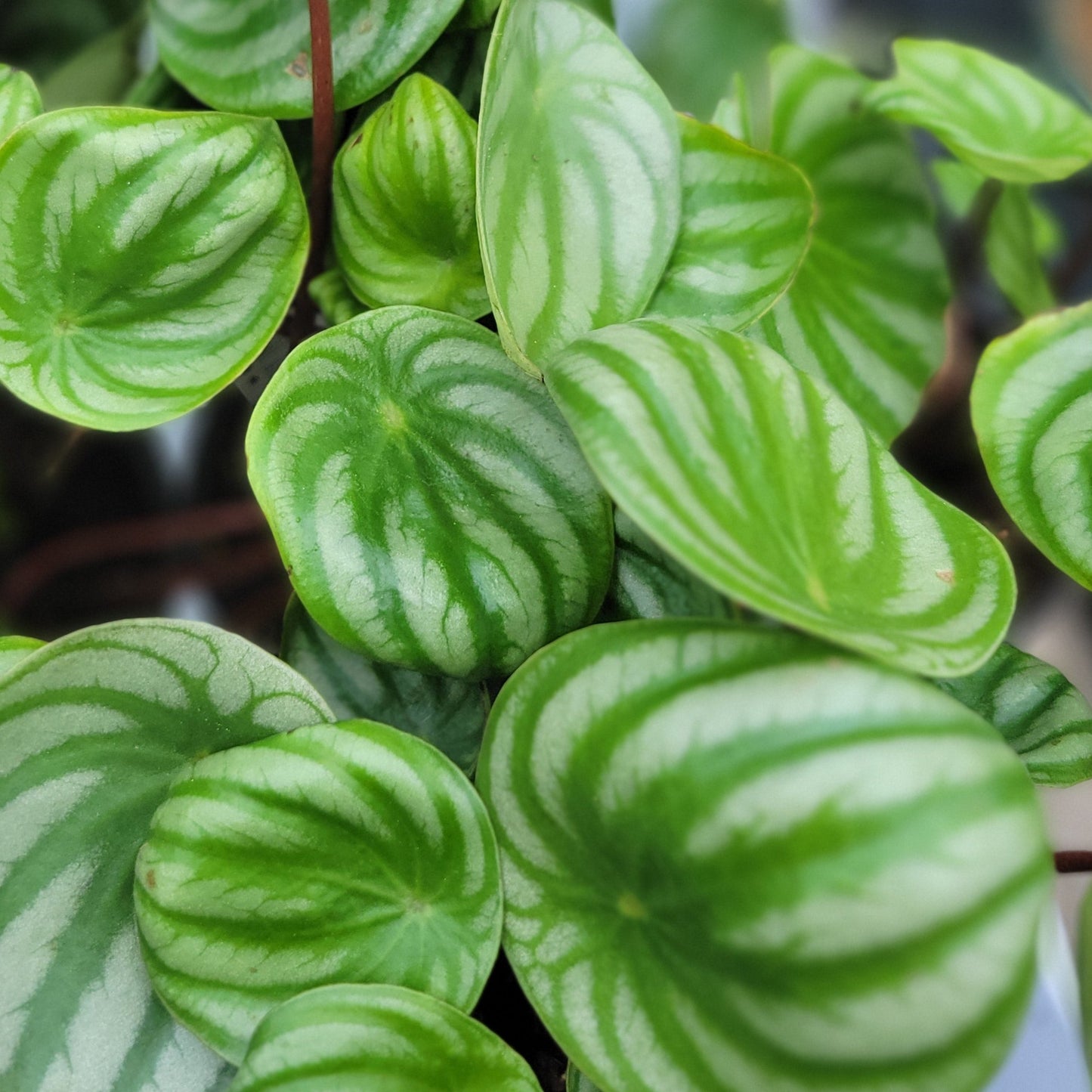 Peperomia 'Watermelon'