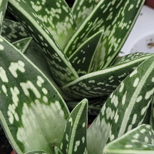 Aloe 'Pheasant Breast'