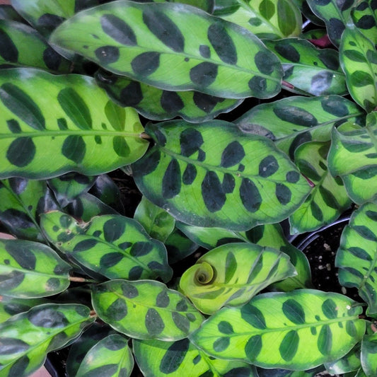 Calathea Lancifolia 'Rattlesnake'