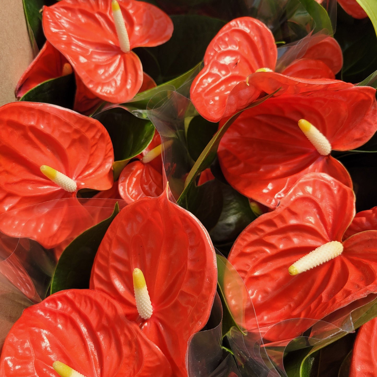 Anthurium andreanum