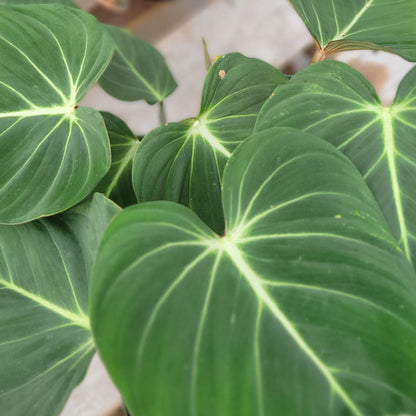 Philodendron gloriosum