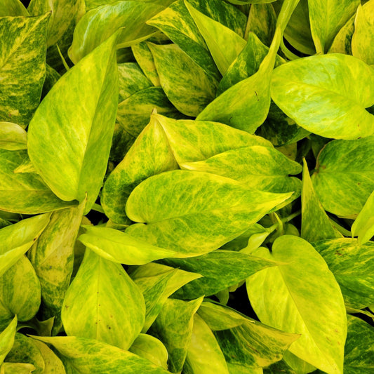 Pothos 'Neon Queen'