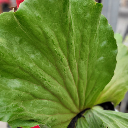 Staghorn Fern 'Elephant Ear'