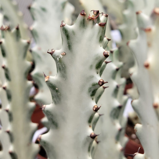 Euphorbia 'Ghost'