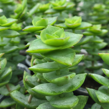 Crassula 'Jade Necklace'