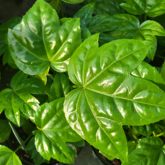 Fatsia Japonica