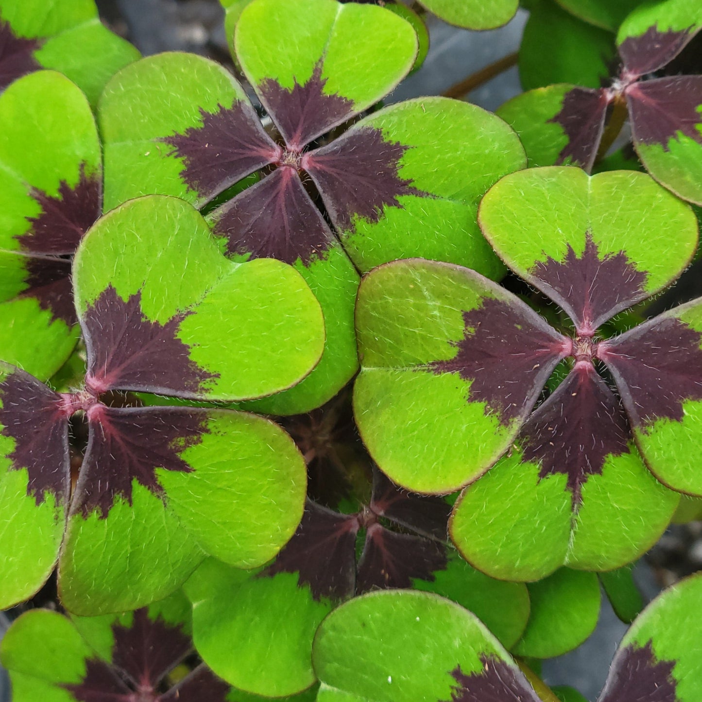 Oxalis 'Iron Cross'