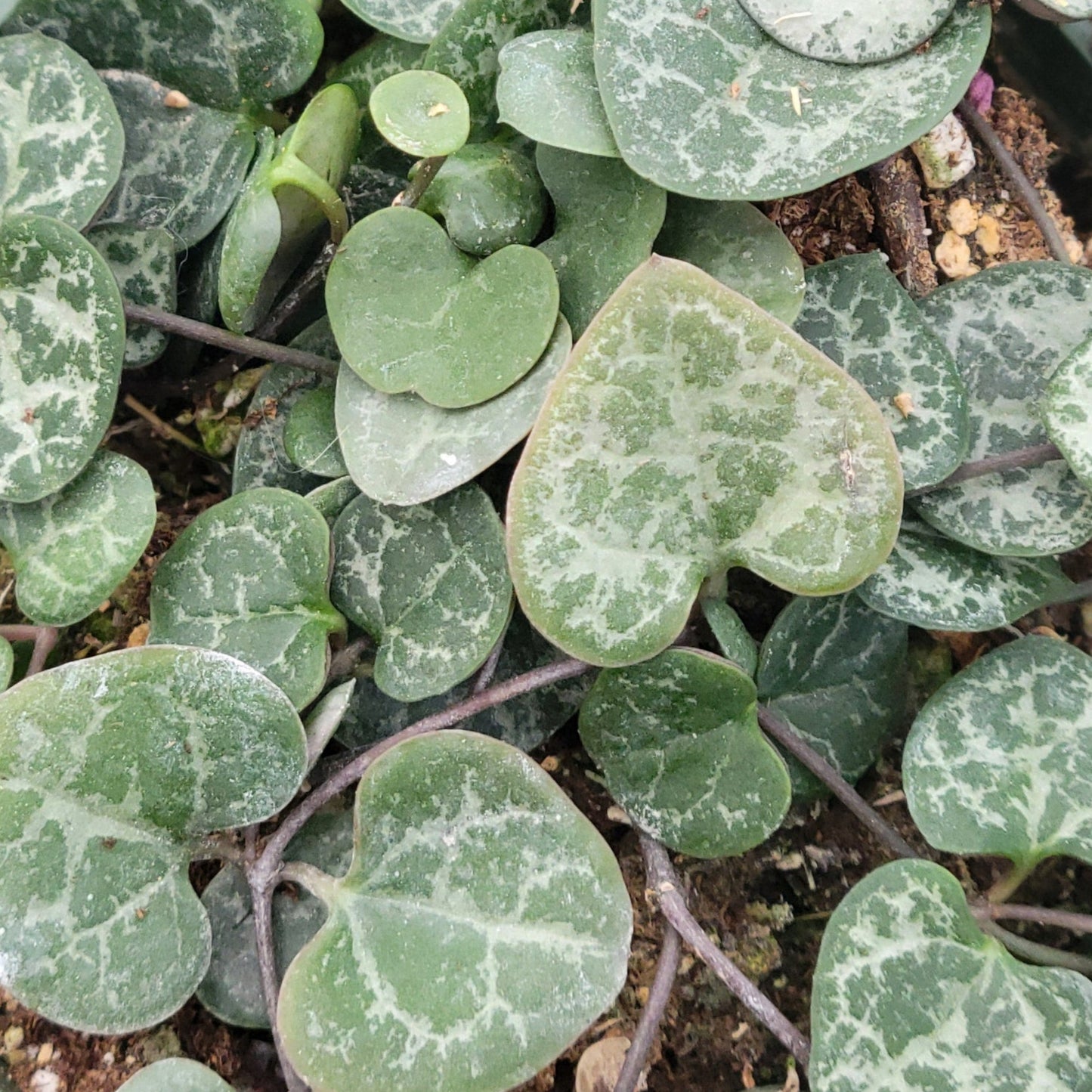 String of Hearts