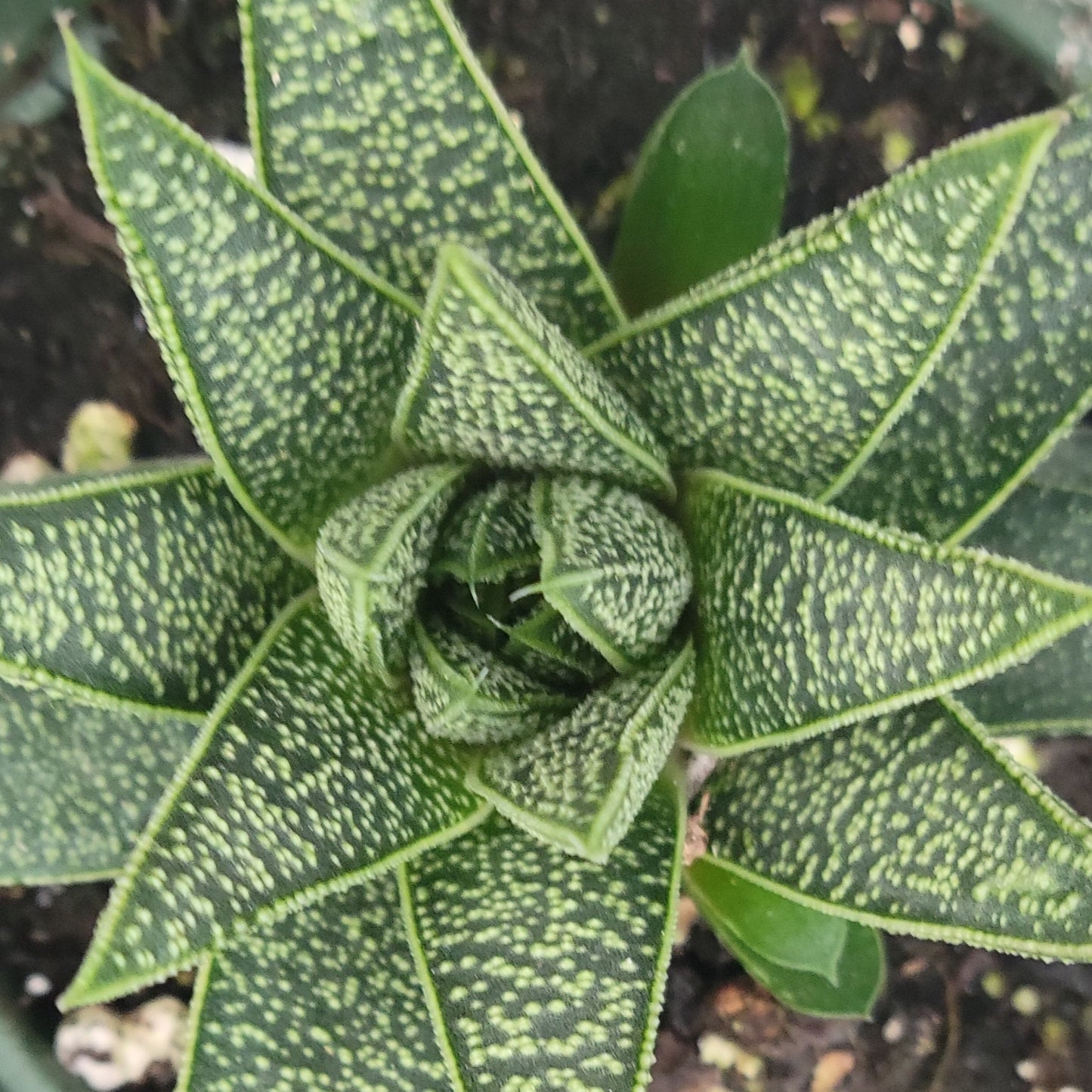 Knoppies Gasteria