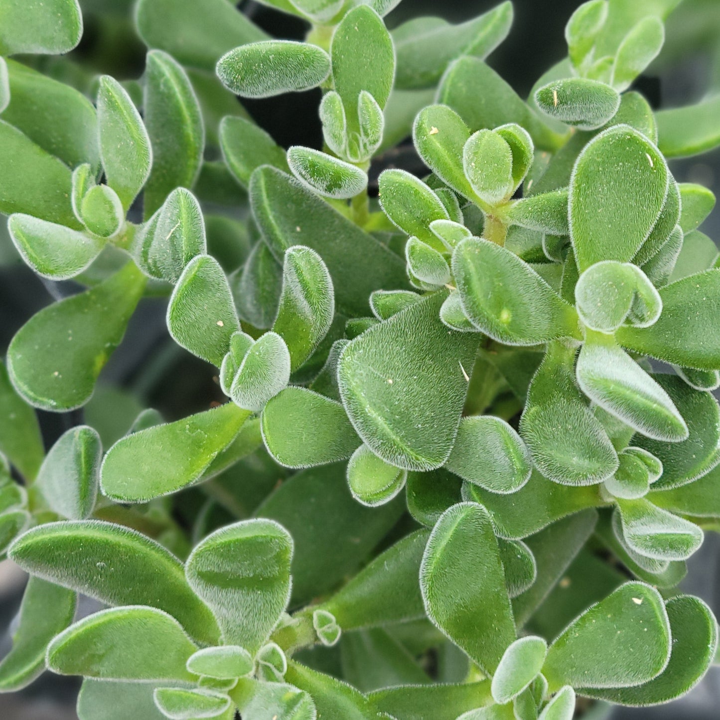 Crassula rogersii