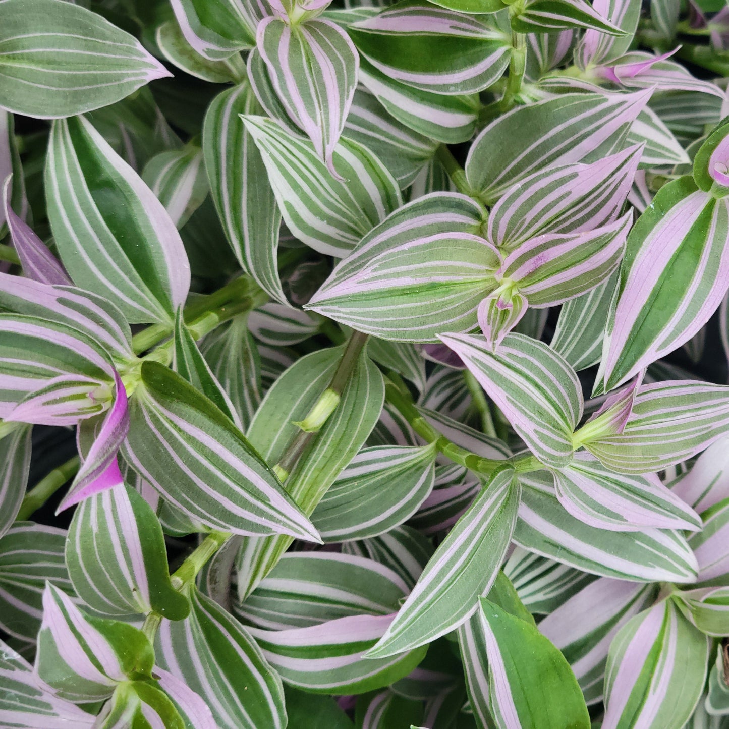 Tradescantia 'Lollipop'