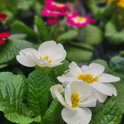 Primrose Common