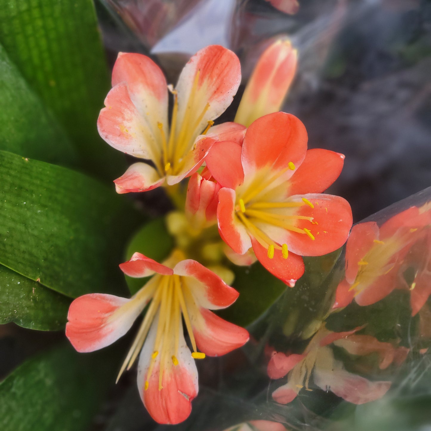 Clivia miniata