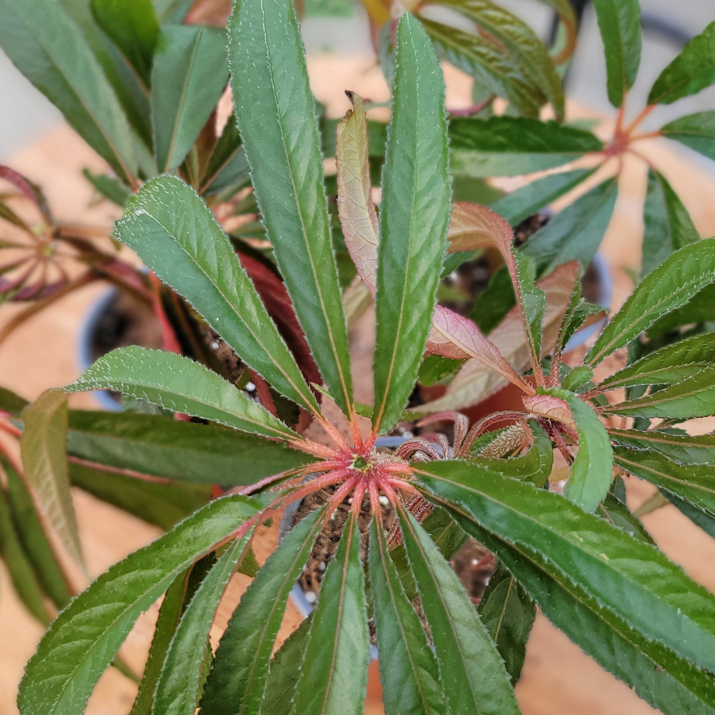 Begonia Luxurians