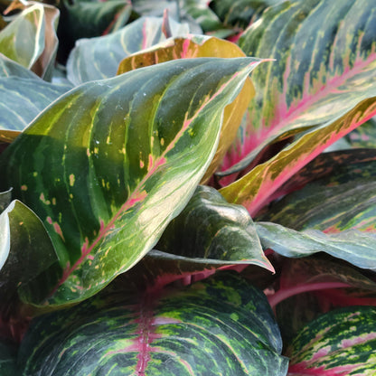 Aglaonema 'Garnet Coltrane'