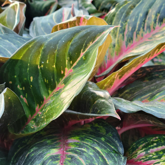 Aglaonema 'Garnet Coltrane'