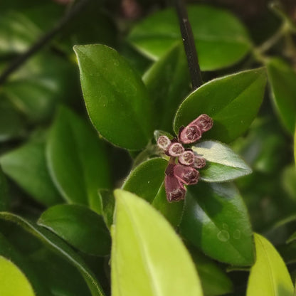 Lipstick Plant