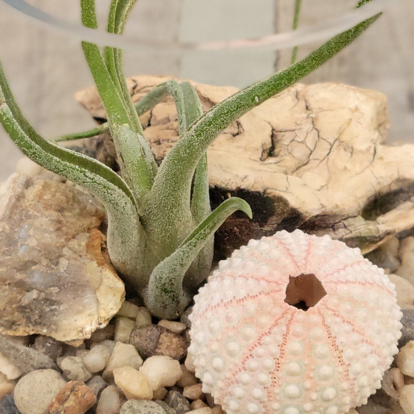 Air Plant w/Containers