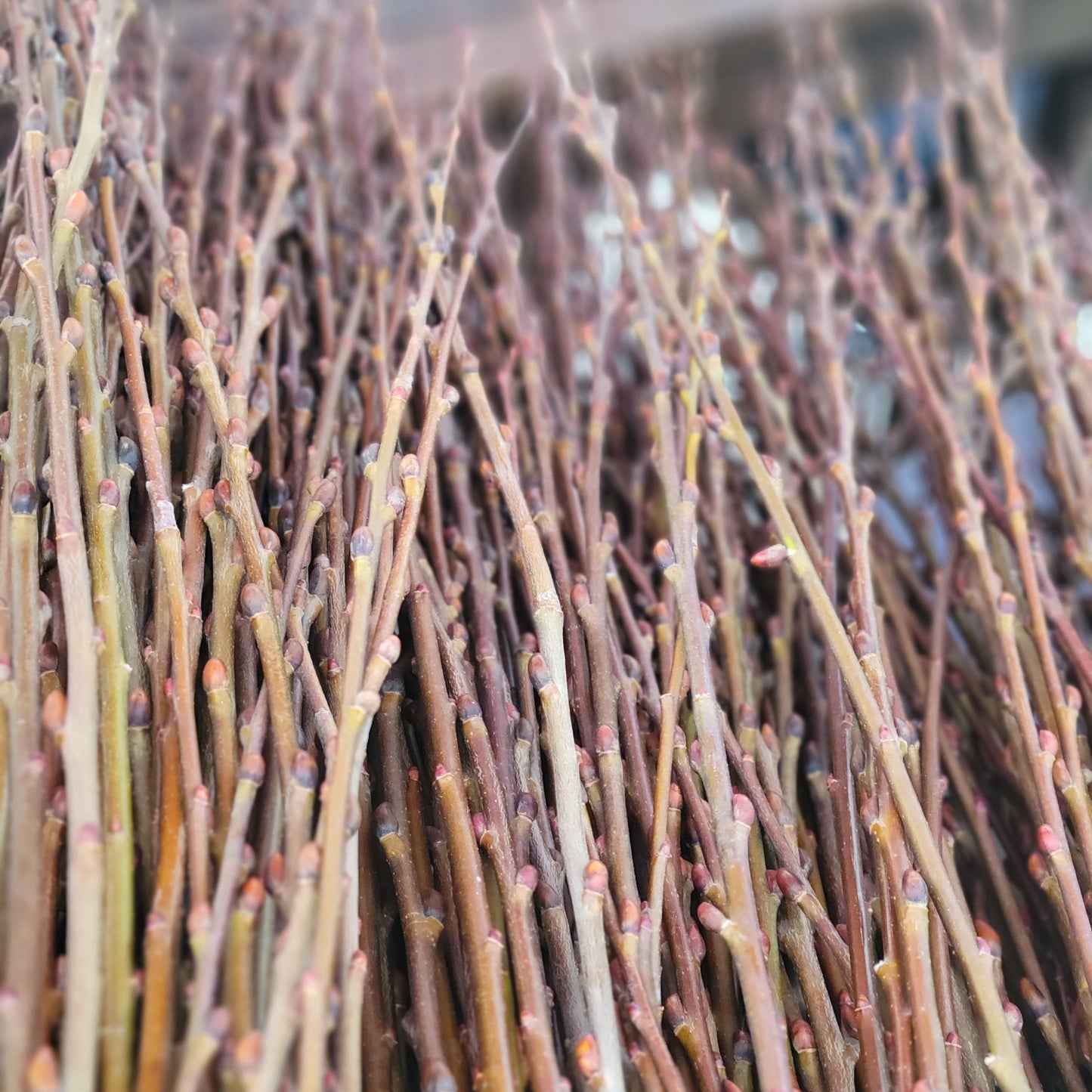 Pussy Willow Bouquet