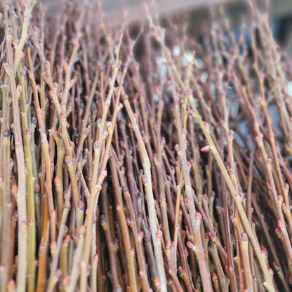 Pussy Willow Bouquet