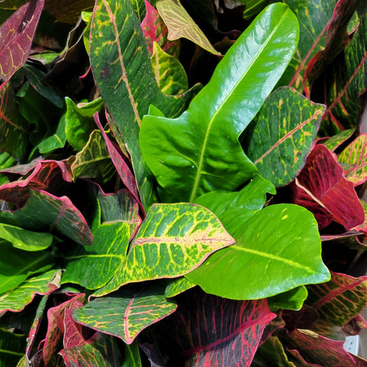 Croton 'Excellent'