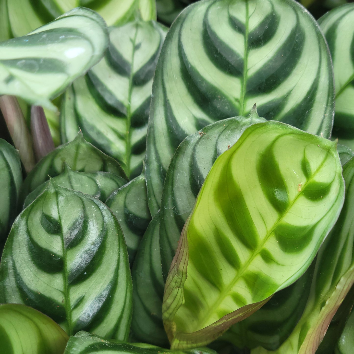 Calathea 'Amagris'