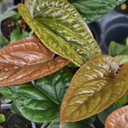 Anthurium radicans x luxurians