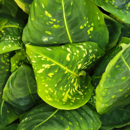 Dieffenbachia 'Reflector'