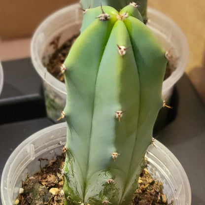 Cereus Geometrizans