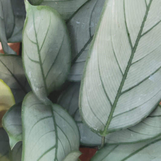 Calathea 'Grey Star'