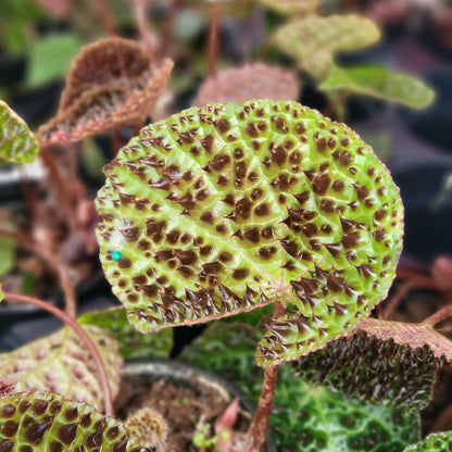 Begonia Ferox